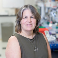 CLARE FASCHING, PHD